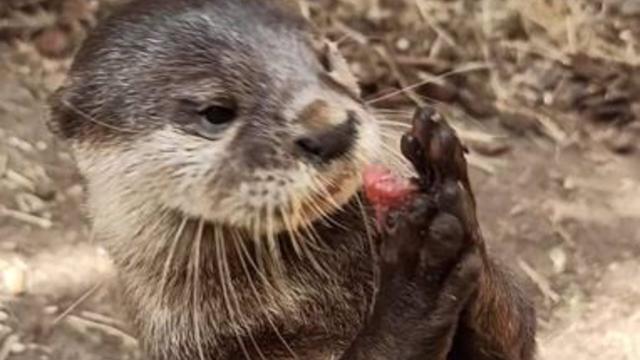 La nutria Kira en Sea Life Benalmádena.