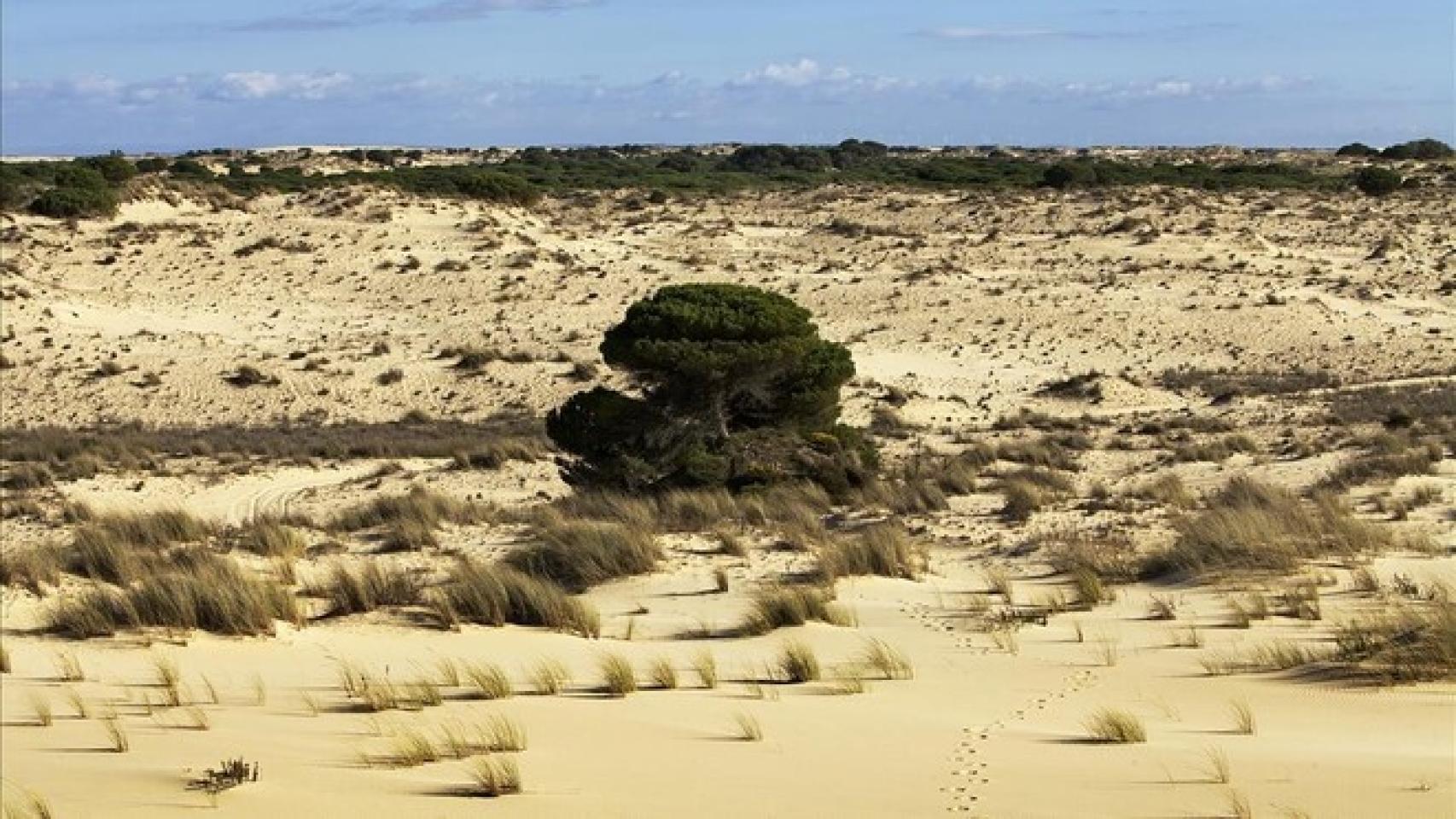 Doñana.