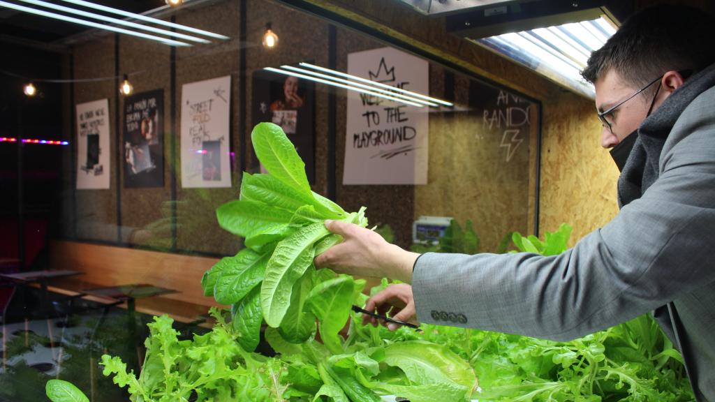 Lucas Cort, en el 'Grow Room', cortando la lechuga que se usará para un plato.
