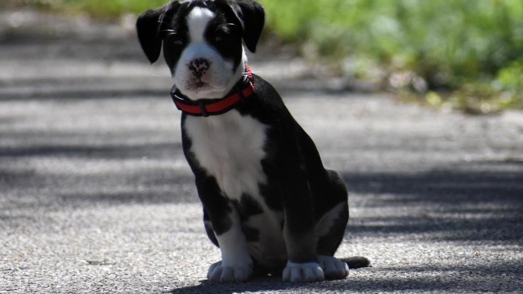 ¿Por qué mi perro me sigue a todos lados?