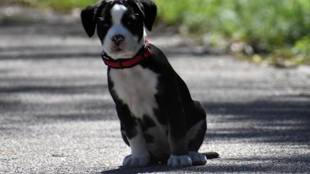 ¿Por qué mi perro me sigue a todos lados?