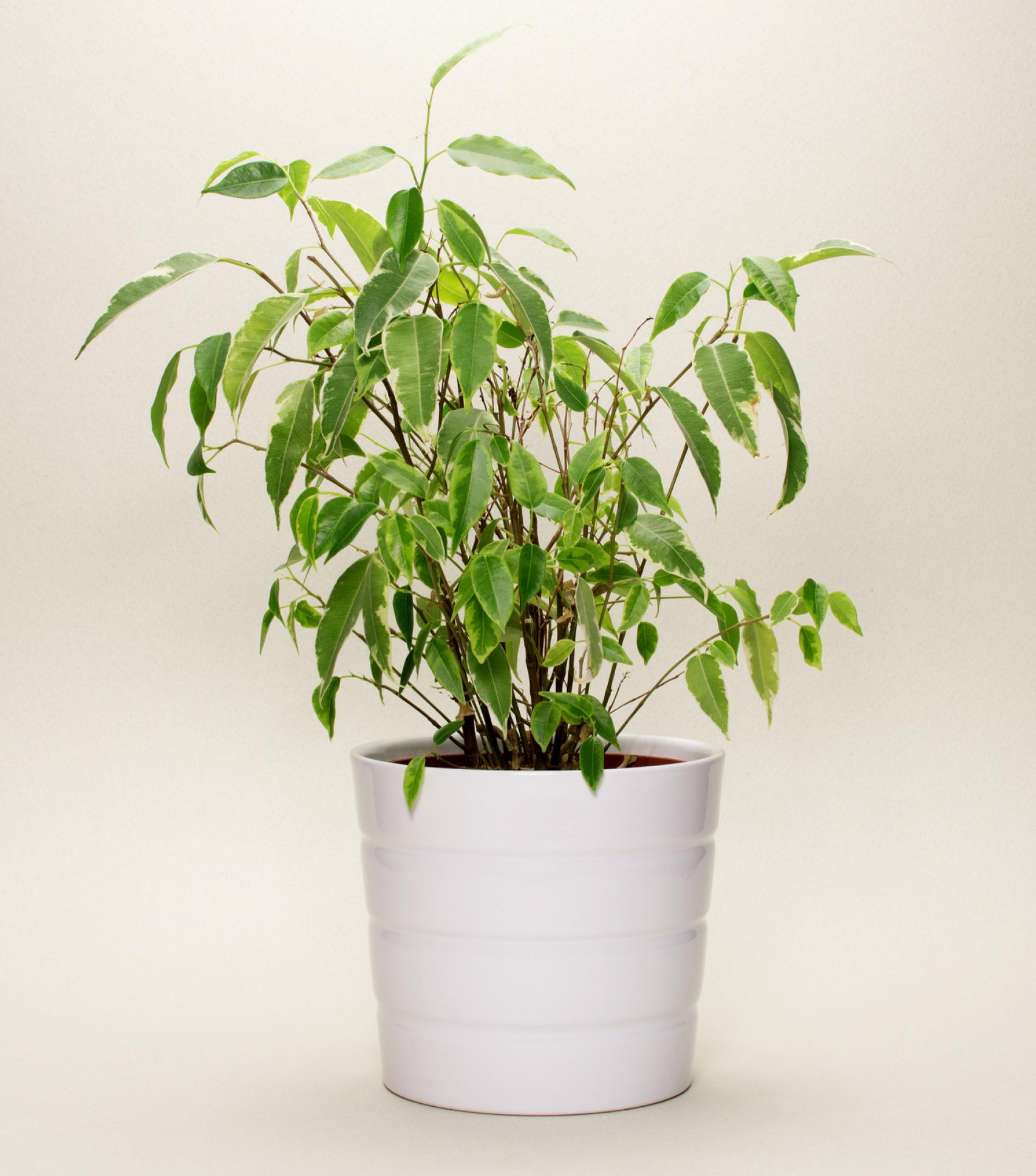 Ficus Benjamina.