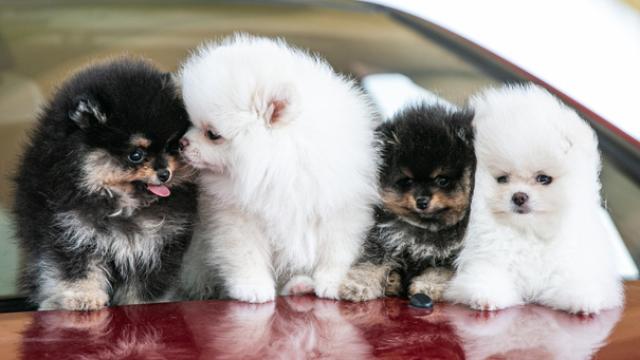 Pomerania, ¿cómo saber si es de raza pura o mestizo?