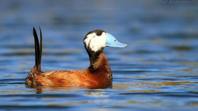 Imagen de un ejemplar de malvasía cabeciblanca.
