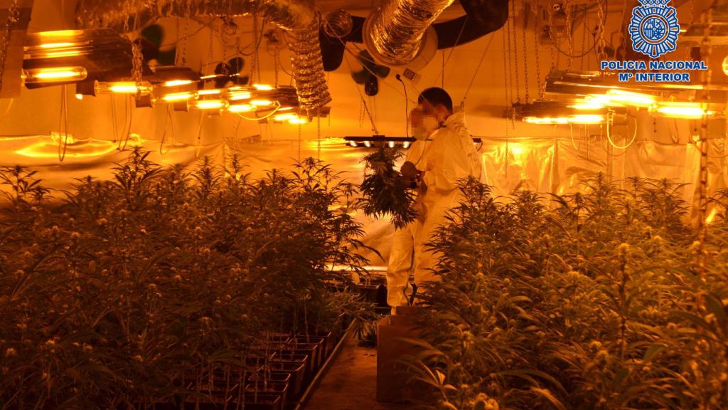La plantación de marihuana descubierta en Olías del Rey.