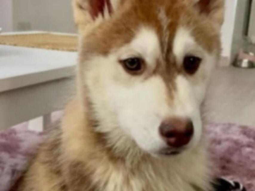 Puente se implica en la búsqueda de un perro perdido en las vías en Valladolid