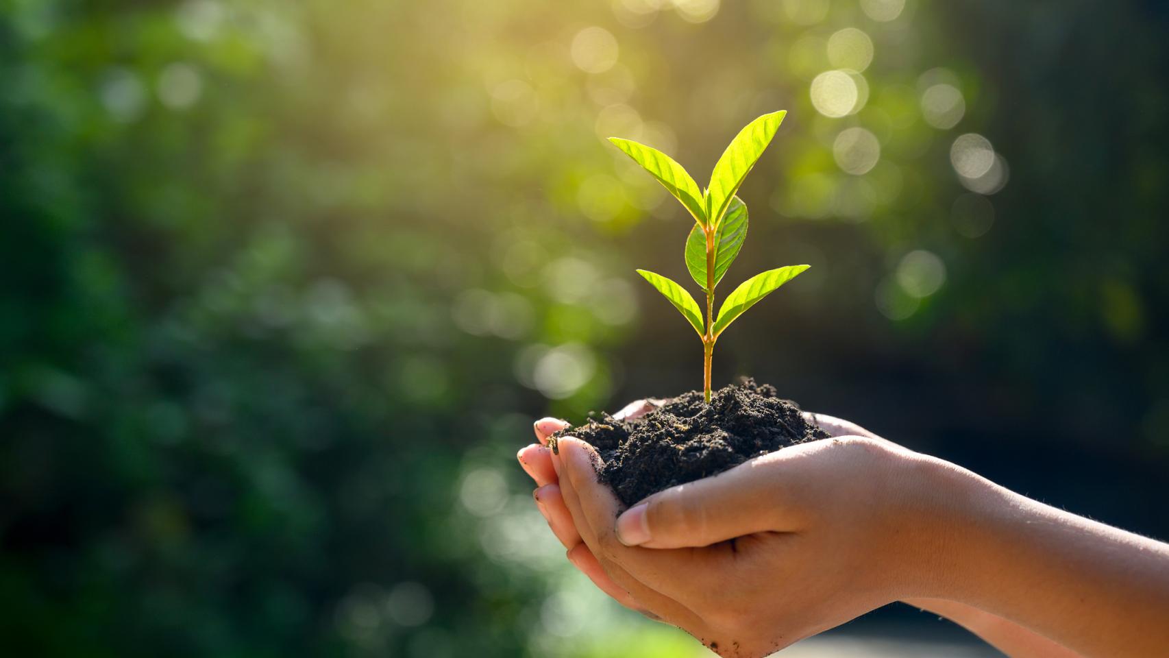 IBM lanza un programa medioambiental global para oenegés centrado en la sostenibilidad