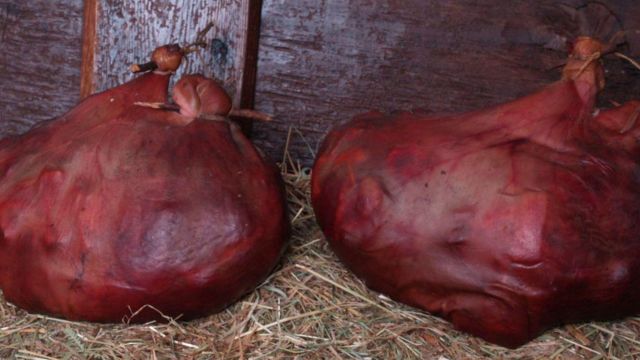 XXV Feria del Butelo de A Fonsagrada (Lugo): Más de 8.000 kilos este fin de semana