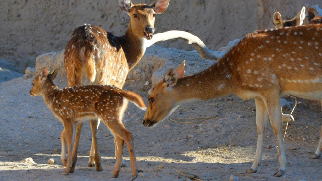 La familia de Terra Natura Benidorm crece.