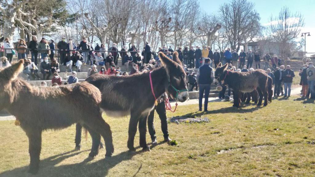 Concurso de burros raza zamorana-leonesa en Valencia de Don Juan