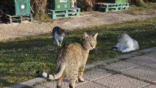 Valladolid, ciudad de los gatos: 130 colonias felinas que hacen de la calle su hogar