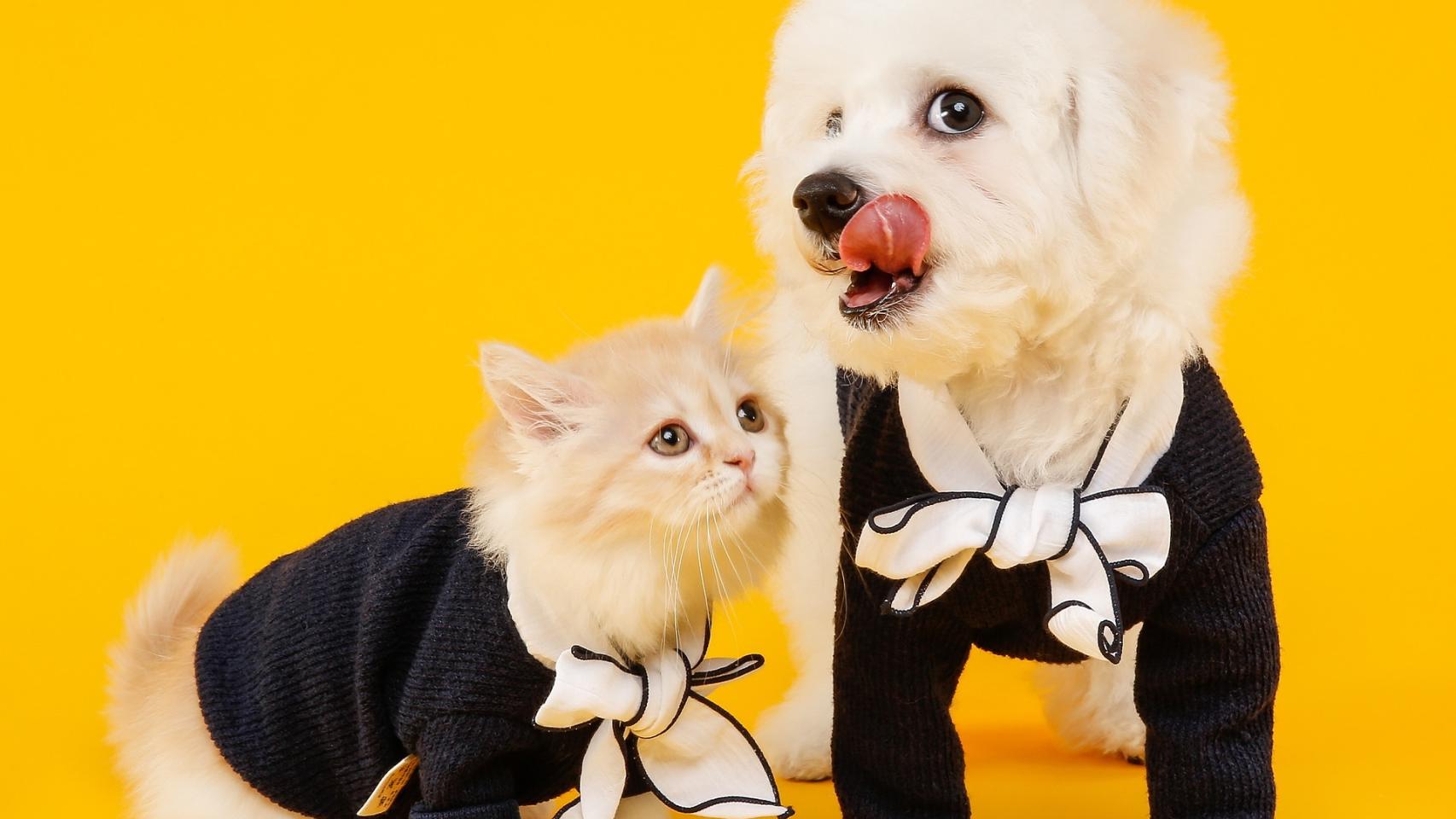 Las 10 obligaciones que los dueños de mascotas tendrán con la Ley de Protección Animal
