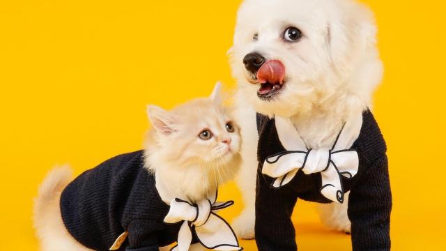 Las 10 obligaciones que los dueños de mascotas tendrán con la Ley de Protección Animal