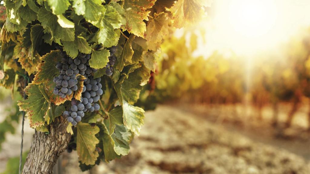 Un viñedo en Castilla-La Mancha. Imagen de archivo