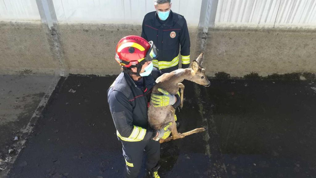 Rescatada una cría de corzo tras caer en el canal Alto del Bierzo de Ponferrada