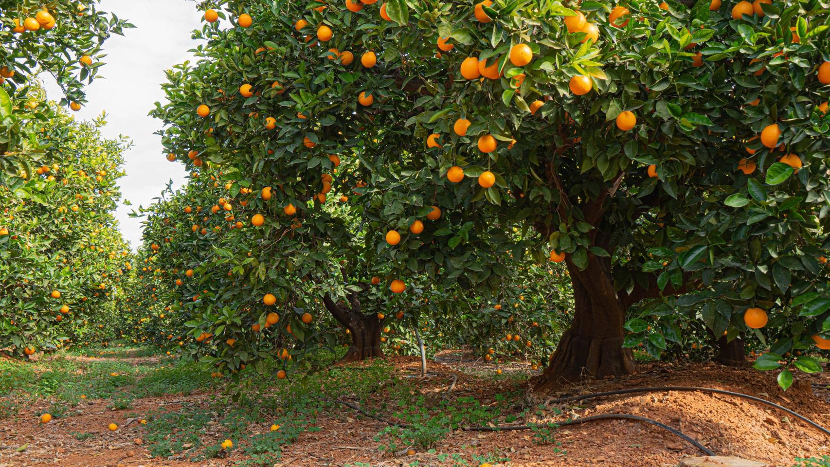 La estafa de la 'naranja': compran de 54 toneladas a través de una empresa 'fantasma' de Alicante