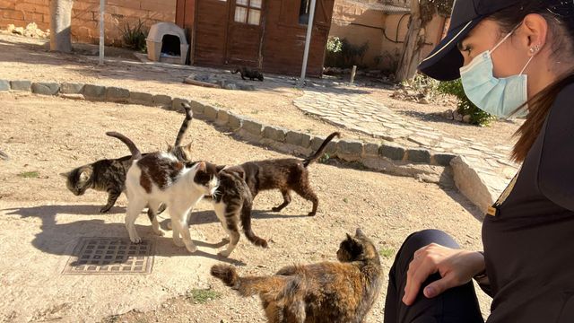 Detenido un hombre en Alicante tras pegar varias patadas a un gato que estaba debajo de su coche