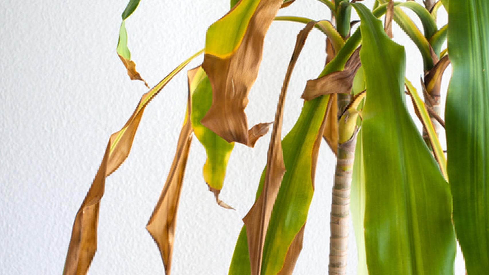 8 razones por las que tus plantas pueden sufrir sequedad en las puntas.