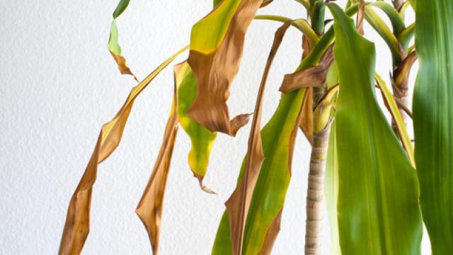 8 razones por las que tus plantas pueden sufrir sequedad en las puntas.