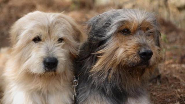 Estas son las razas de perros coreanos