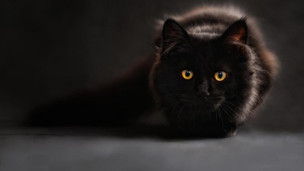 Estos son los beneficios del ronroneo del gato en las personas