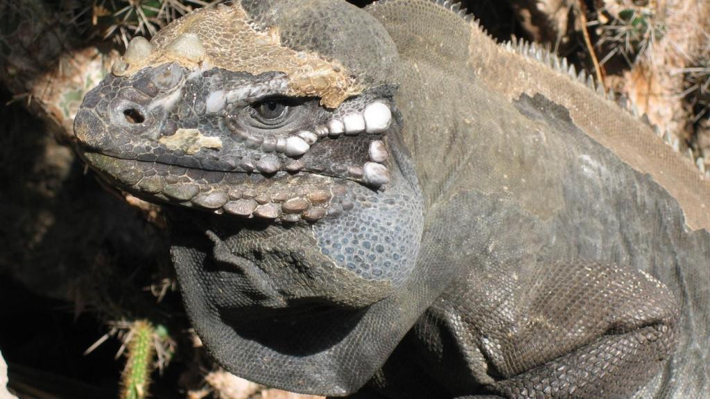 Una iguana cornuda o rinoceronte de La Española, un pariente de la de la Isla de Navaza.