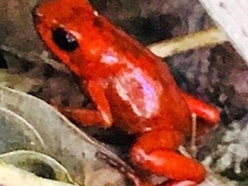 La rana venenosa espléndida