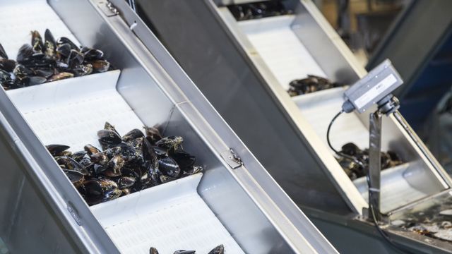 La innovación está en el ADN de Angulas Aguinaga. Ahora incorpora a su proceso las técnicas más disruptivas de visión artificial para mejorar la calidad del mejillón.