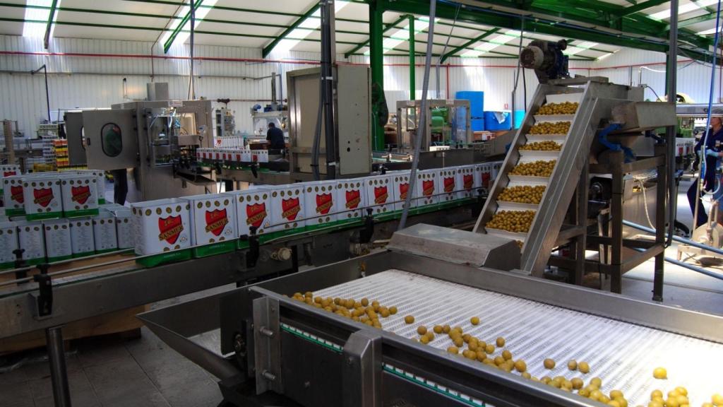 Envasado de aceitunas Sanmer.