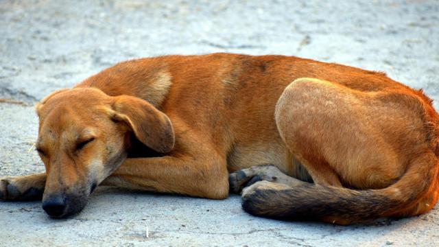 DNI para perros y gatos: qué es y cómo funciona
