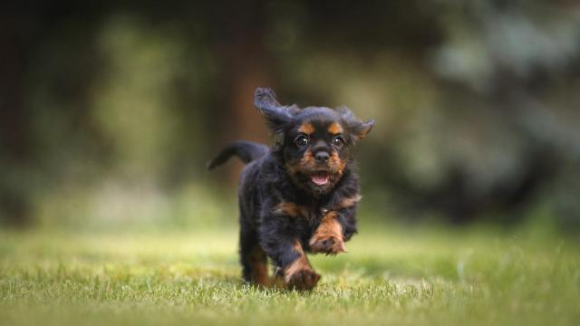 ¿Cuánto dura el celo de una perra?