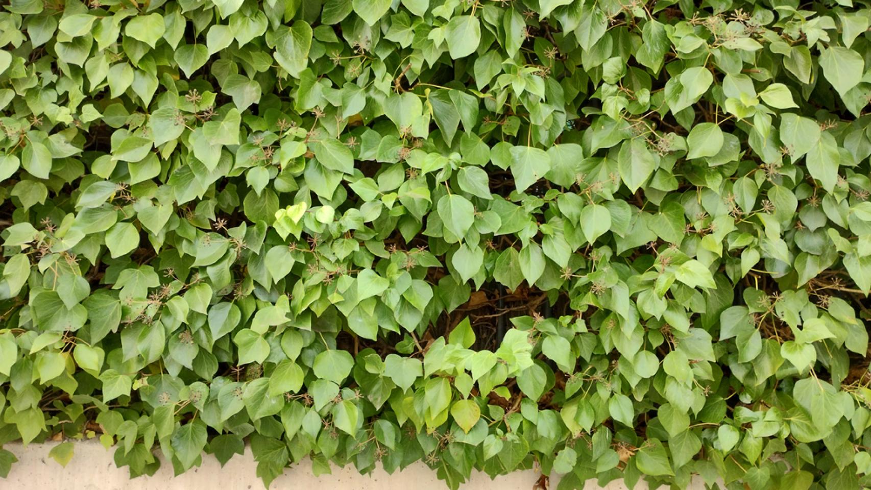 Fotografías tomadas con el Moto G71