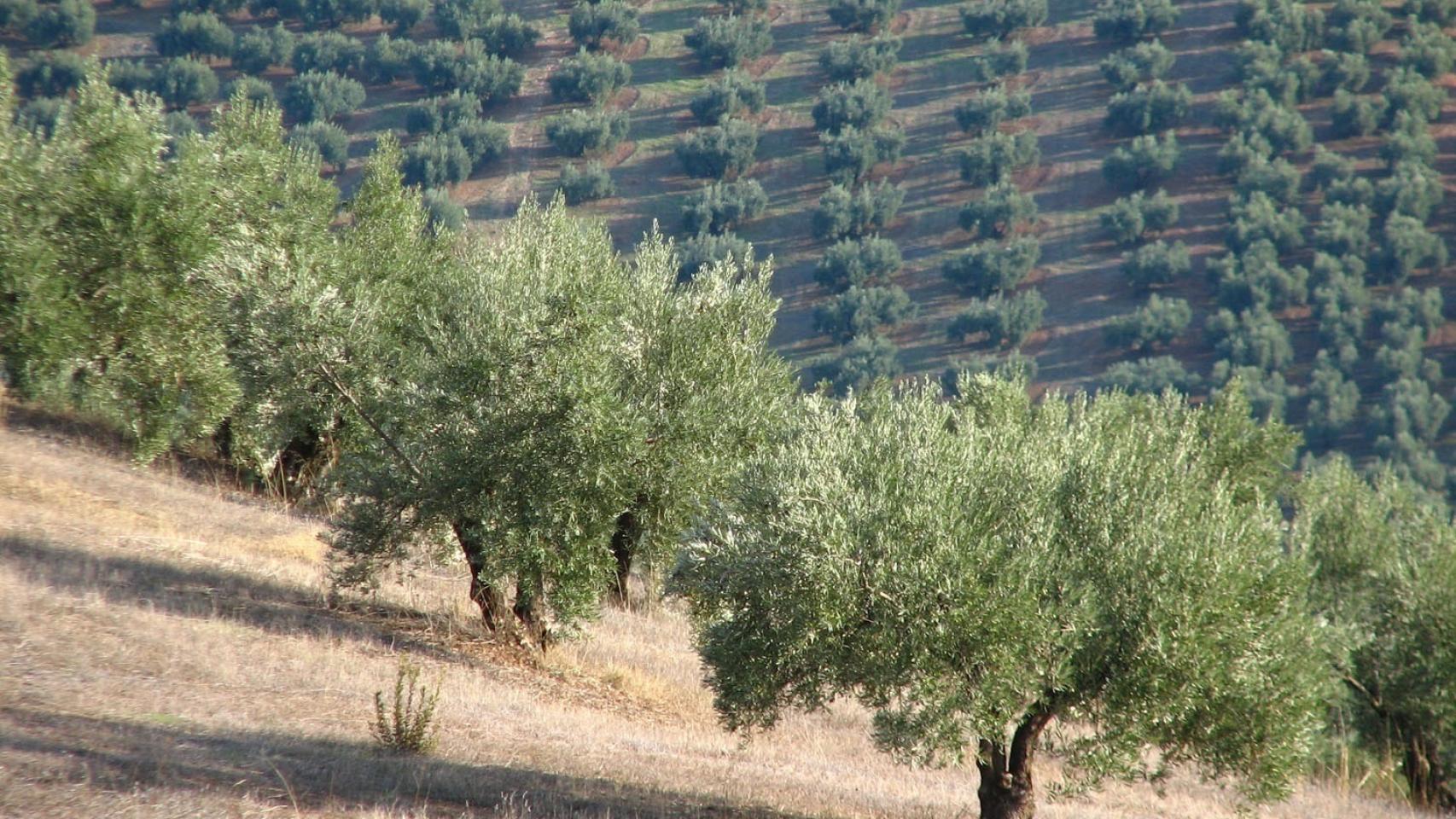 COAG señala que las lluvias apuntan a una próxima campaña media de aceituna.