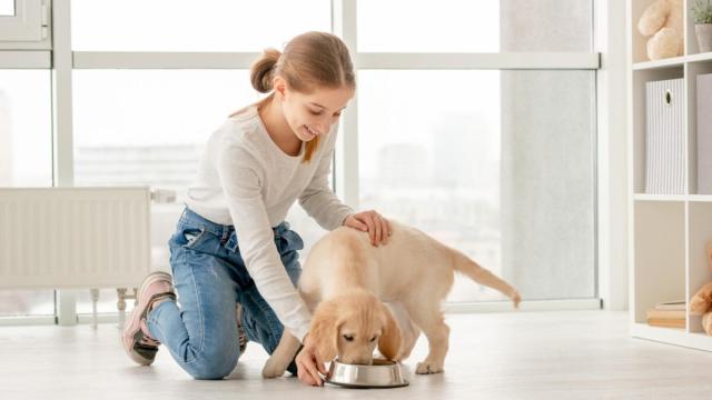 Descuento en los piensos para perros de alta calidad de Tiendanimal