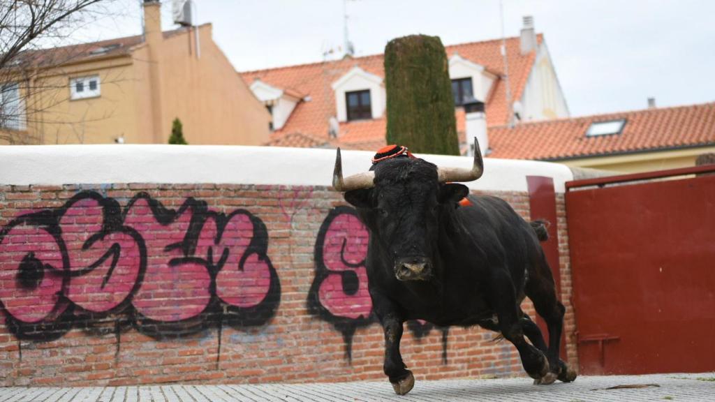 VIR GONZALEZ. Toro del Antruejo 2022 carnaval ciudad rodrigo (1)
