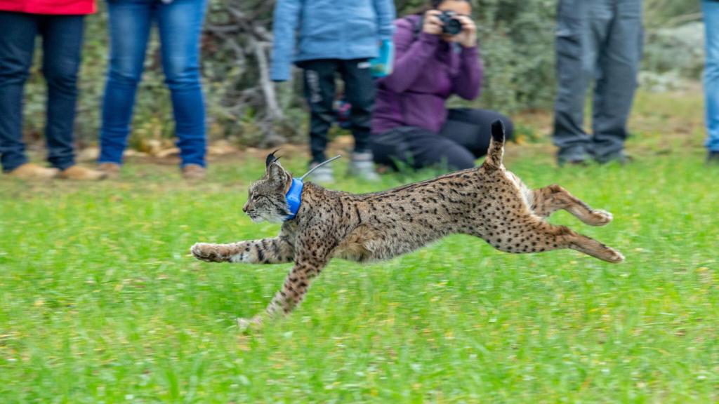 Imagen de archivo de una suelta de linces en Castilla-La Mancha de donde podría provenir el ejemplar avistado en Madrid.