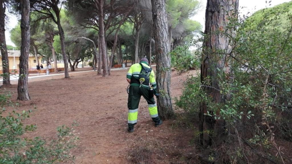 Tratamientos contra orugas procesionarias en Salamanca