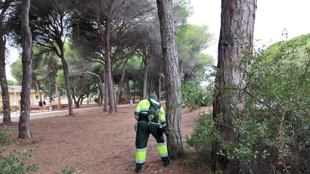 Tratamientos contra orugas procesionarias en Salamanca