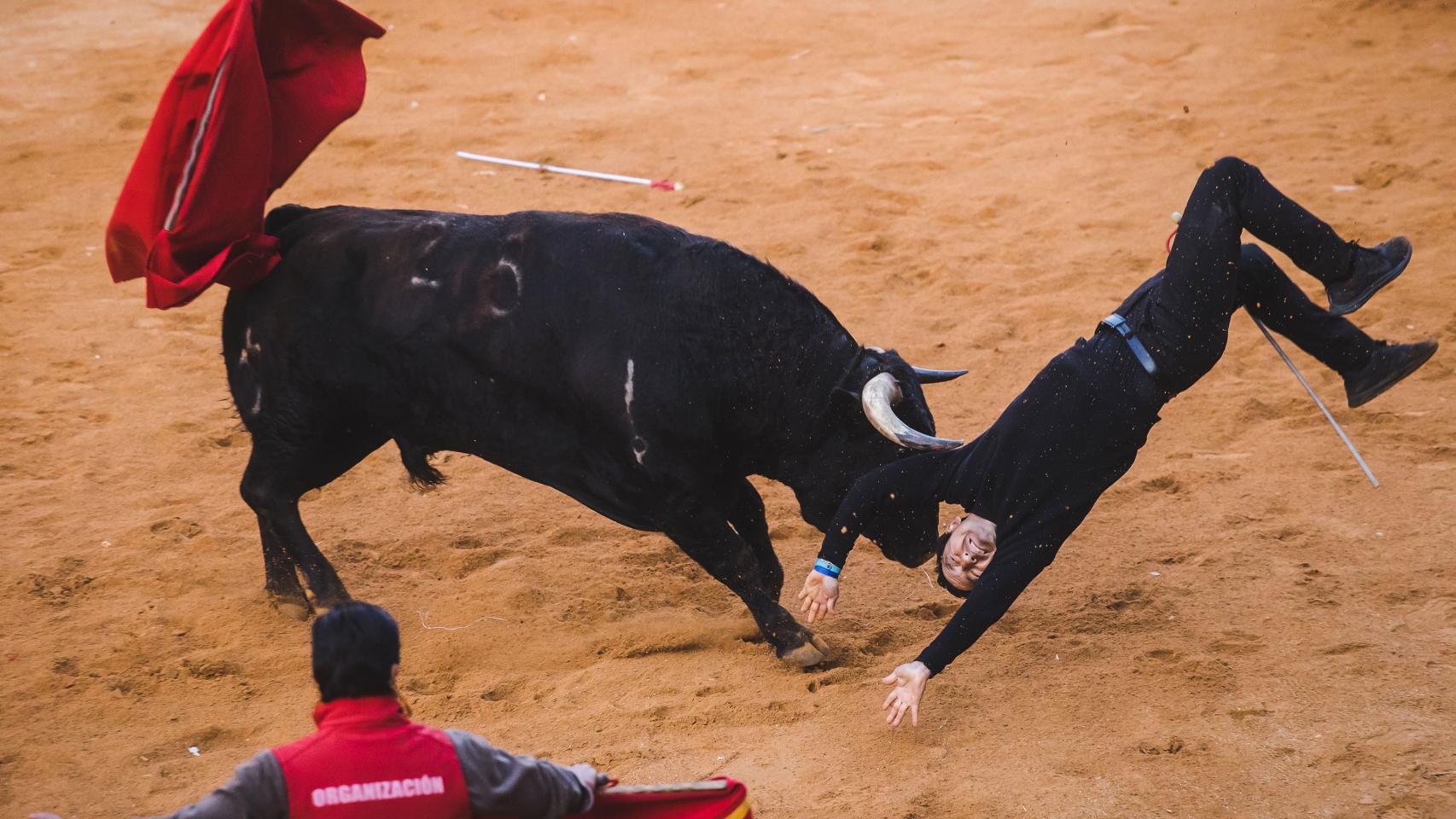 Cogida de un maletilla en la capea de la tarde en Ciudad Rodrigo