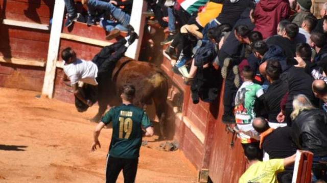 Un mozo resulta herido en la capea matinal del Carnaval de Ciudad Rodrigo