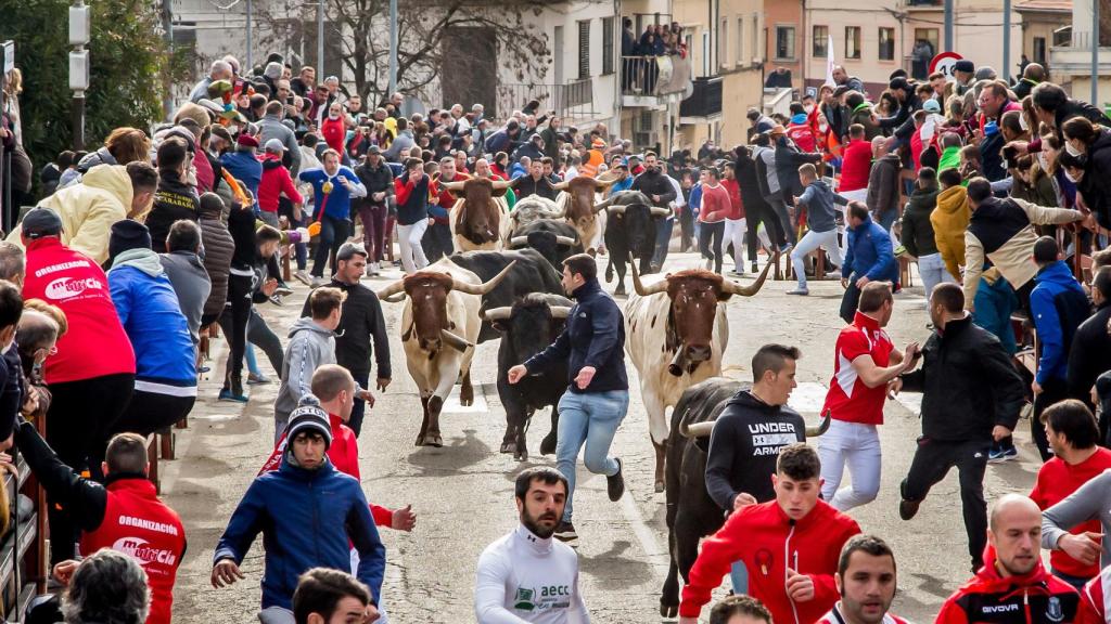 Imágenes de los encierros del Martes de Carnaval en Ciudad Rodrigo