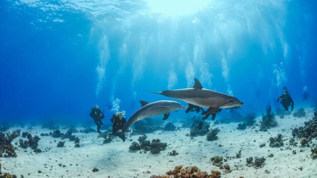 Una biotoxina letal está matando a los delfines de Las Palmas de Gran Canaria