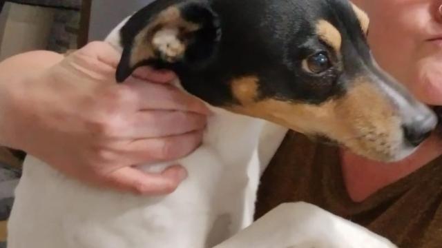 Enzo, perrito fallecido por veneno en Zamora