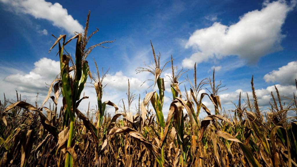 Una plantación de maíz.