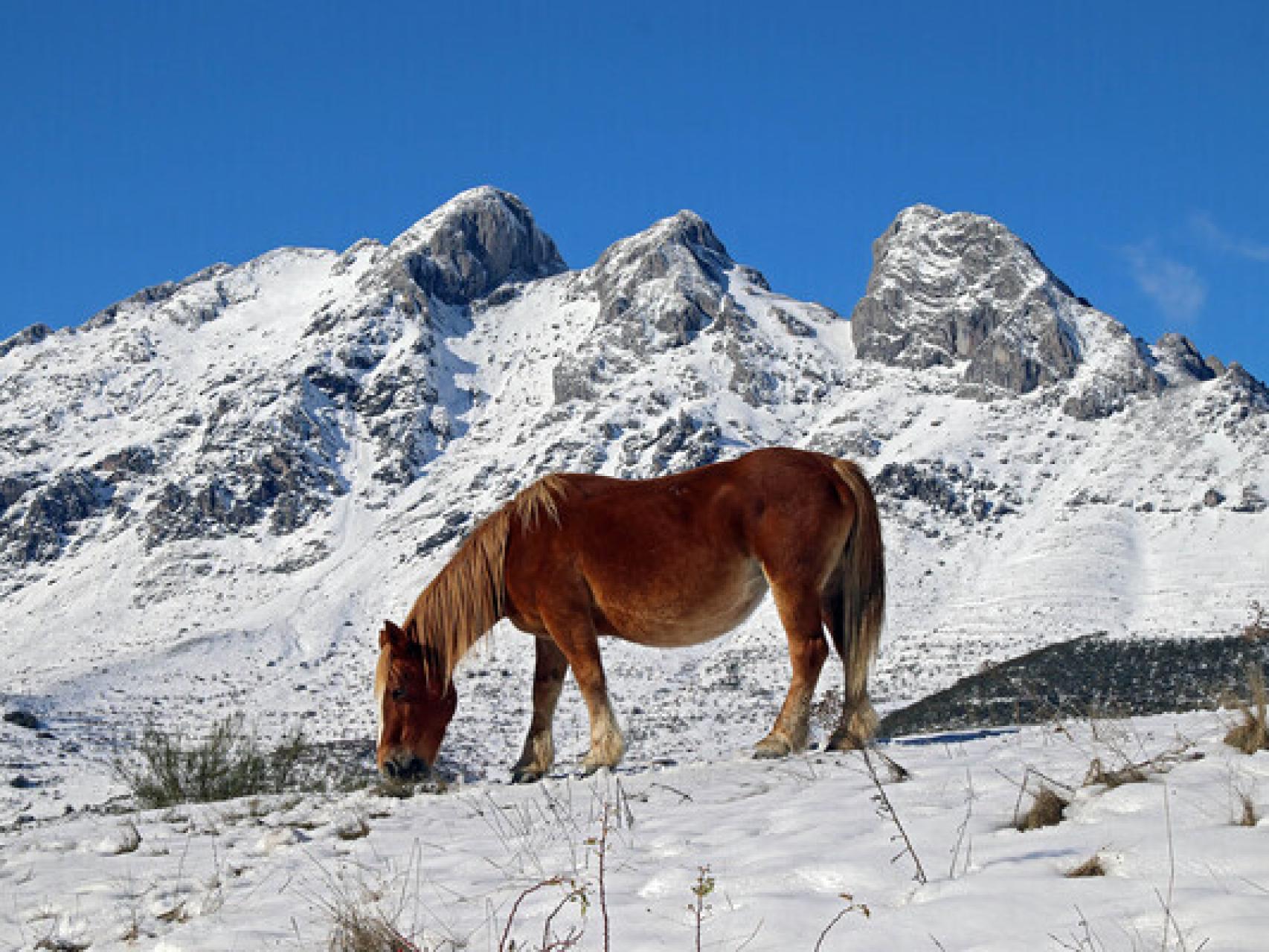 Nevada en noviembre de 2021 en la comarca de La Tercia, en la Cordillera Cantábrica leonesa, uno de los puntos con temperaturas más bajas este domingo.