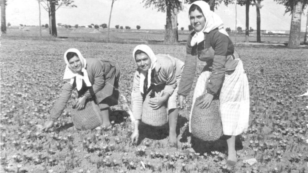 Mujeres recogiendo el azafrán. Años 50. Membrilla (Ciudad Real). Fondo Los Legados de la Tierra. Archivo de la Imagen de Castilla-La Mancha.
