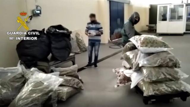 Imagen de la marihuana incautada.
