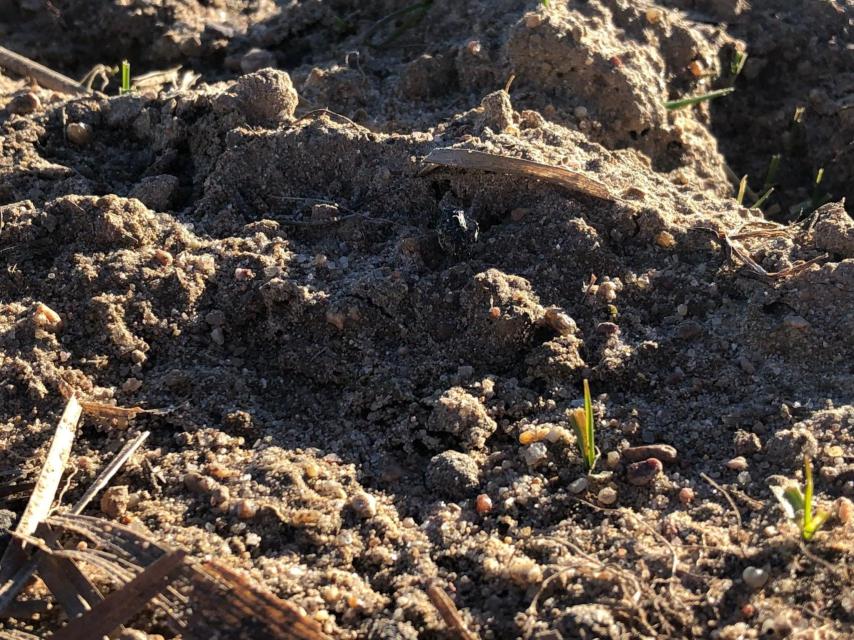 Plaga de conejos en la provincia de Valladolid