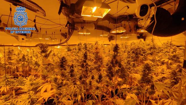 Imagen de la plantación indoor en Olías del Rey