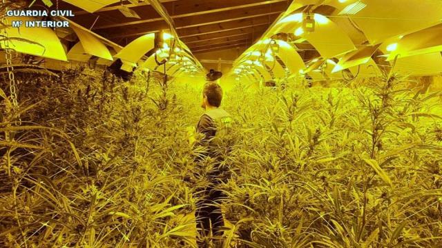 Los tres invernaderos de marihuana en La Marina Alta se controlaban a distancia.
